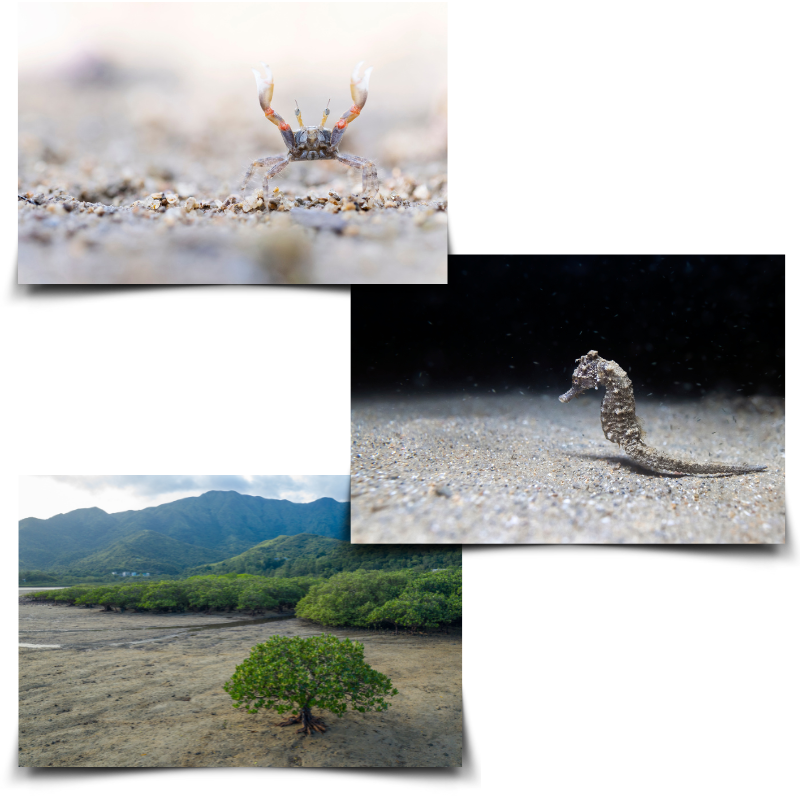 Long Valley Bird Photography